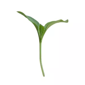 MikroBorak