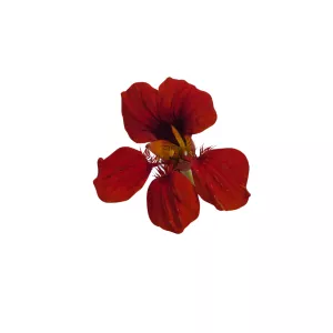 Jedlé kvety kapucinky