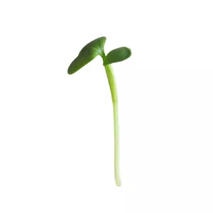 MikroReďkovka zelená