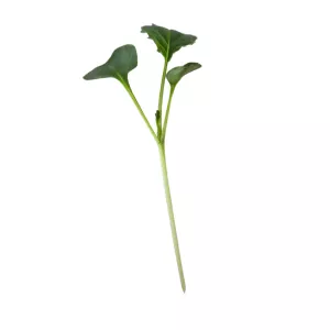 MikroKel Toscania
