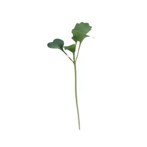 MikroBrokolica
