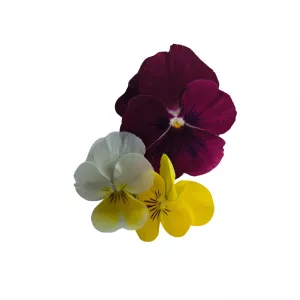 Jedlé kvety sirôtky