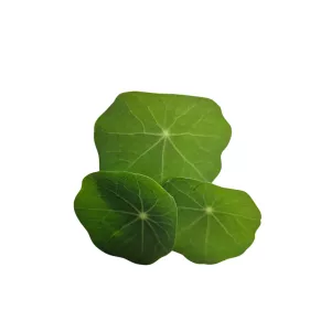 Kapucinka listy deluxe