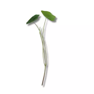 Kapucinka stonka a listy